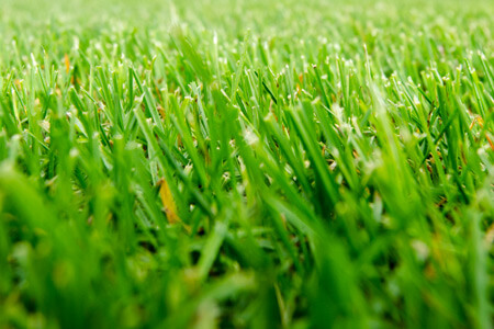 Magnuson Sod Logo
