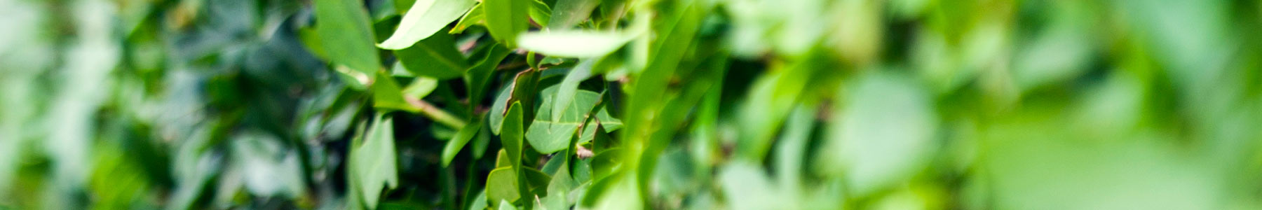 equipment_chainsaws_CTA - Magnuson Sod